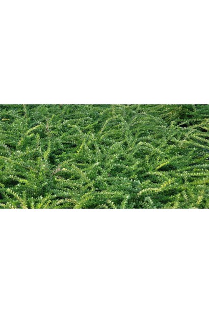 Жимолость Елегант